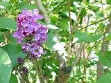8 May Its lilac time!