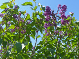 16 May Front lilac bush