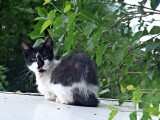28 Jun Cat on a hot tin roof