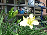 10 Jul Yellow day lily