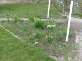 26 Apr Five days later, Jonquils galore!