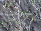 3 May Shed lilac