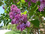 14 May (B) Lilacs in bloom