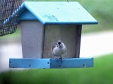 22 Aug Bird at the feeder