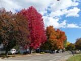 1 Nov Fall Color in town