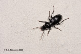 Black Clock Beetle <i>(Pterostichus madidus)</i>
