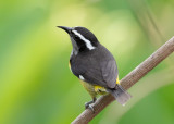 Bananaquit - Coeraba flaevola