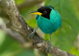 Green Honeycreeper - Chlorophanes spiza