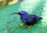 Purple Honeycreeper - Cyanerpes caeruleus