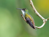 White-chested Emerald - Amazilia chionopectus