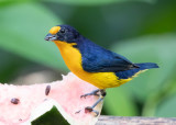 Violaceous Euphonia - Euphonia violacea