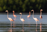 American Flamingo - Phoenicopterus ruber