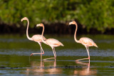 American Flamingo - Phoenicopterus ruber