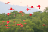 Scarlet Ibis - Eudocimus ruber