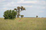 Impala on lookout
