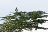 Martial Eagle - Polemaetus bellicosus