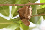 Hypolimnas bolina jacintha (Jacintha Eggfly)