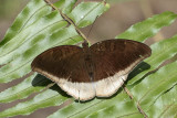 Tanaecia lepidea matala