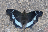 Kaniska canace perakana (The Blue Admiral)