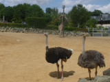 Ostriches now added to Kingdom of the Wild