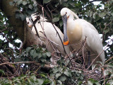 Lepelaar - Eurasian Spoonbill