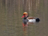 Krooneend - Red-crested Pochard