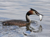 Vogels in en rond Leiderdorp