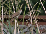 Struikrietzanger - Blyths Reed Warbler - Acrocephalus dumetorum