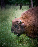 European bison
