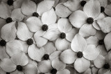 bw_by_stoge