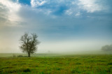virginia_arboretum