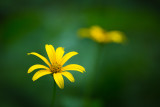 plants__flowers