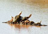 Terrapin, Tortoise & Snakes Ethiopian Somali Region 2018