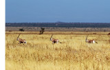 Beisa Oryx (Oryx beisa)