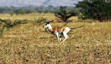 Sommerings Gazelle (Gazella sommeringi).