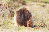 Gelada (Theropithecus gelada), ad. male,( hippie?)