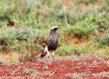 White-crowned Starling (Lamprotornis albicapillus).