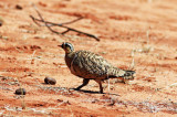 Black-faced Sandgrouse (Pterocles decoratus) .