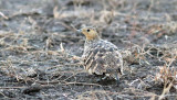  (Pterocles exustus) female.