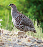 Erckels Francolin (Pternistis erckelii), 