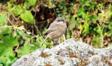 Moorland Chat Pinarochroa s. sordida)