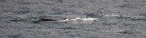 Bowhead whale (Balaena mysticetus); blowhole a clearly elevated hump and clear depression behind.  