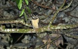 Birds Tropical Brazil 2019