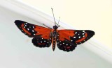 Some Brazil Butterflies