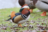 Mandarine duck (Aix galericulata)