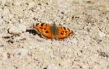 Scarce  Tortoiseshell (Nymphalis xanthomelas)