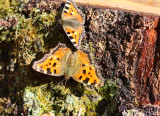 Nymphalis polychloros (Nymphalis polychloros) and Aglais urticae (Small Tortoiseshell)