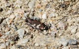 Cicindela hybrida (Northern Dune Tiger Beetle)