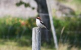 Lanius senator (Woodchat Shrike)