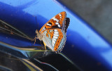 Limenitis populi (Popular Admiral)